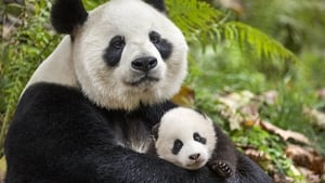 Disneynature: Nacidos en China