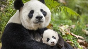 Disneynature: Nacidos en China