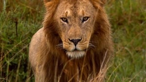 Grandes felinos africanos: el reino del coraje