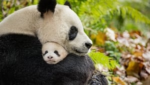 Disneynature: Nacidos en China