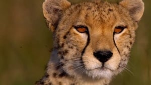 Grandes felinos africanos: el reino del coraje